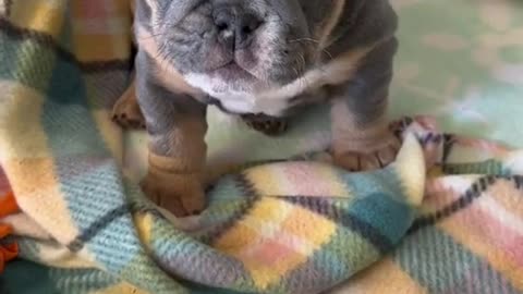 Is my bulldog cute?