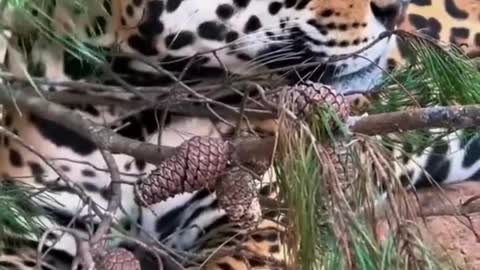Jaguar in Tree! STUNNING