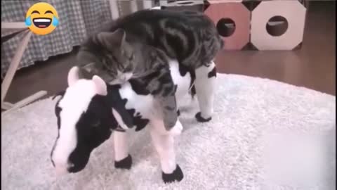 🤣 Funniest 🐶 Dogs and 😻 Cats - Awesome Funny Pet Animals Videos 😇, Funny Animals' Life,