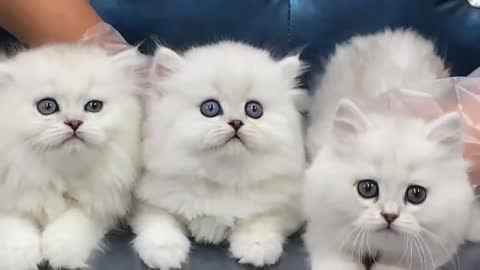 The little cat's eyes are so cute