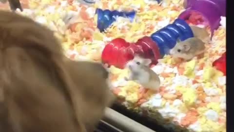 Dog trying to mess with hamsters in glass tank