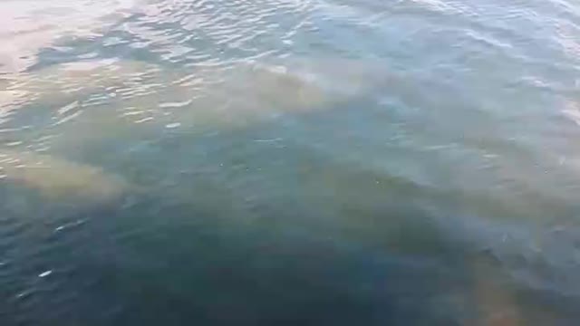 Baby Manatee swimming.