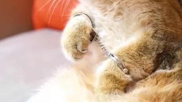 Cats For Cats To Watch HD ➙Cat Videos * Cats Playing * Entertainment For Cats