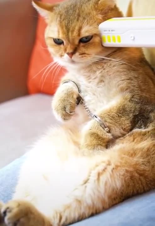 Cats For Cats To Watch HD ➙Cat Videos * Cats Playing * Entertainment For Cats