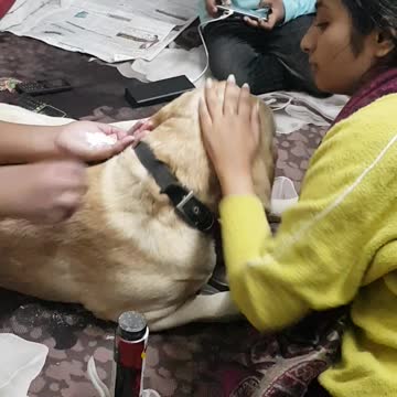 Family dog getting massage from kids