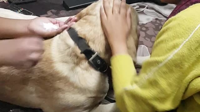 Family dog getting massage from kids