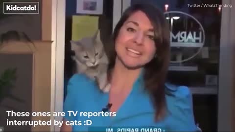 Best funny cats interrupting home office