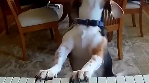 The dog is a real musician