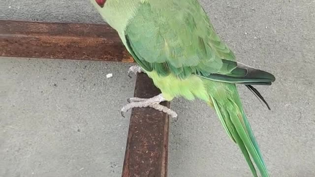 Parrot 🦜 natural sound