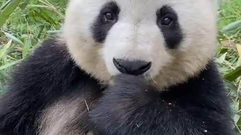 Giant pandas eat carrots