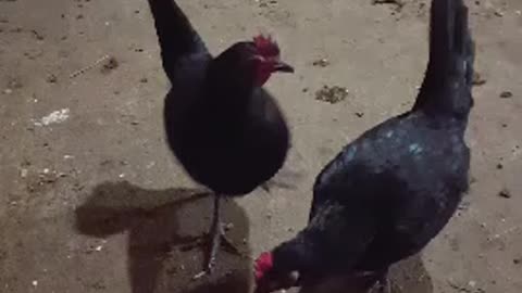 hand feeding chicken