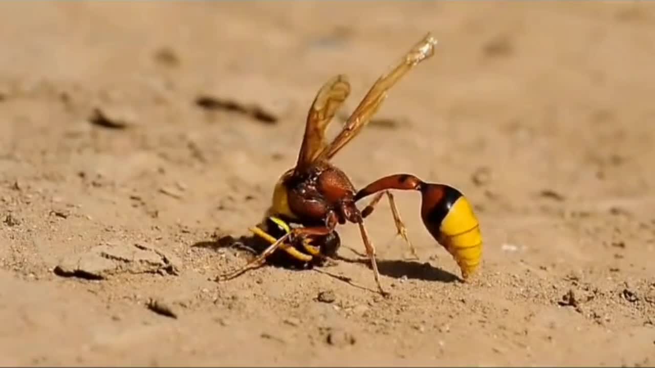 Yellow wasp has the most painful sting in the world