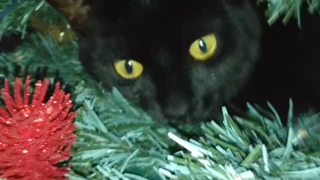 Black Cat Becomes Christmas Tree Ornament