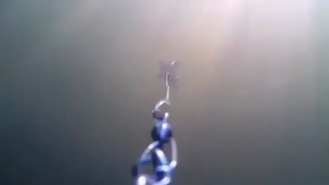 This is a beautiful and charming water-dwelling species