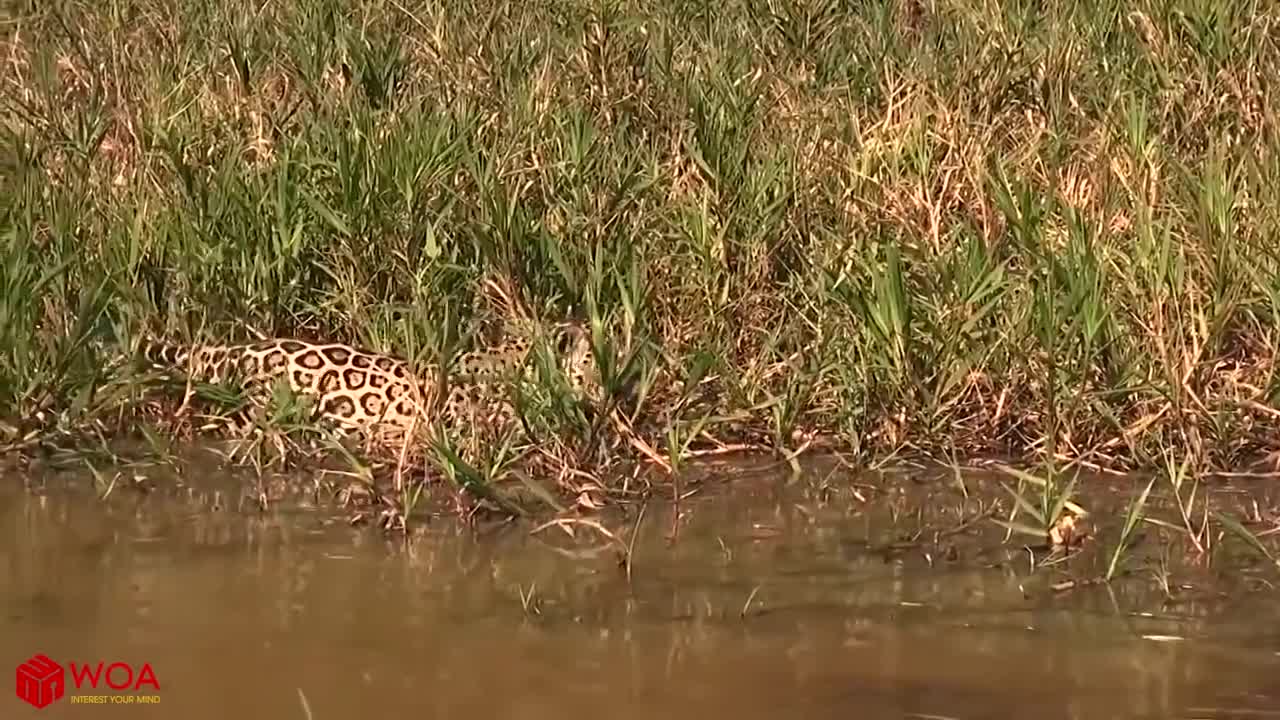 Crocodiles wait for leopard across the river