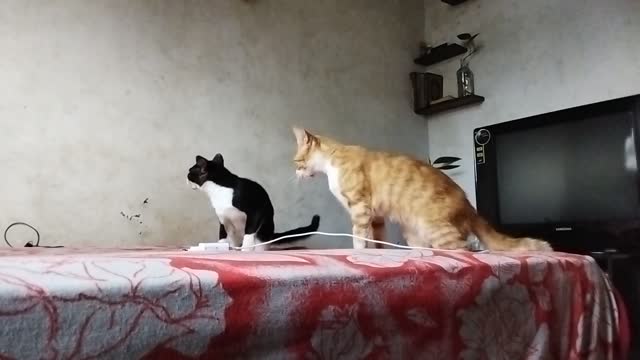 Cat orange vs cat black , whos winner ?