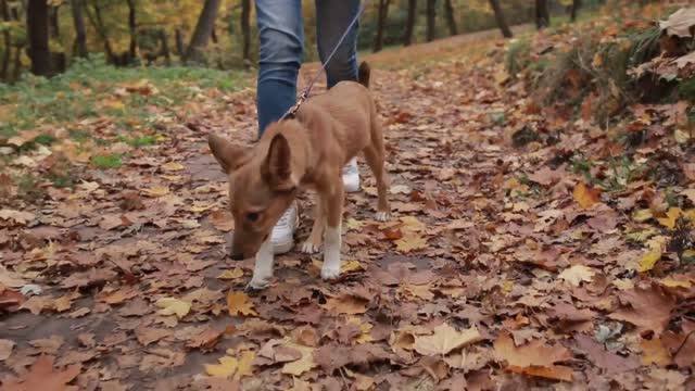 🐕 Basic Dog Training – TOP 10 Essential Commands Every Dog Should Know!