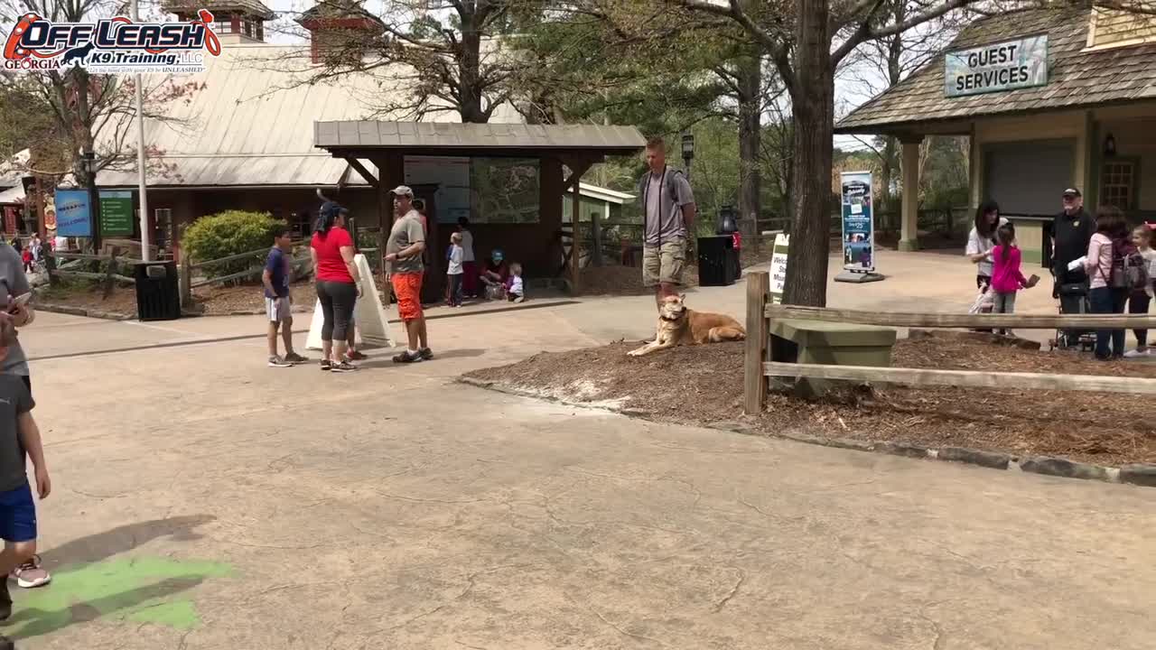 Clyde 8 Year Old Shepherd Dog Obedience Training