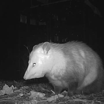 EA S45 - Hungry Opossum