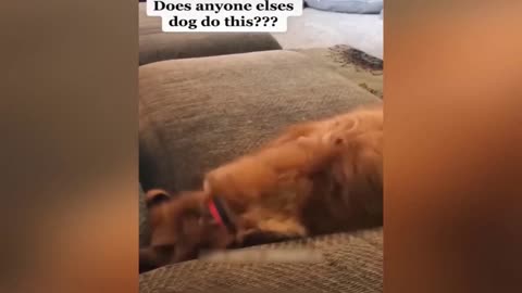 Funny animals video. Dog vs. Cat