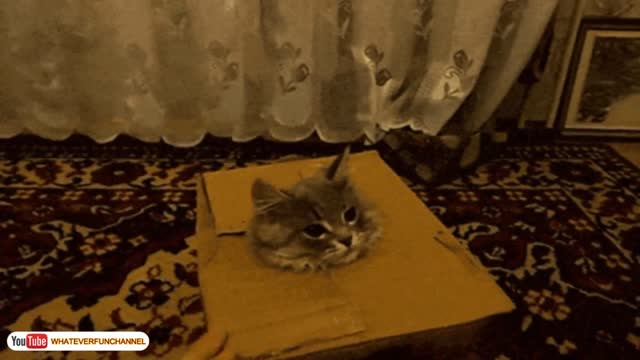 Funny cat video