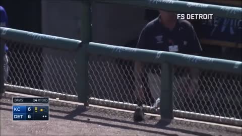 MLB- Animal Interference