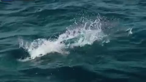 Seagull catching flying fish