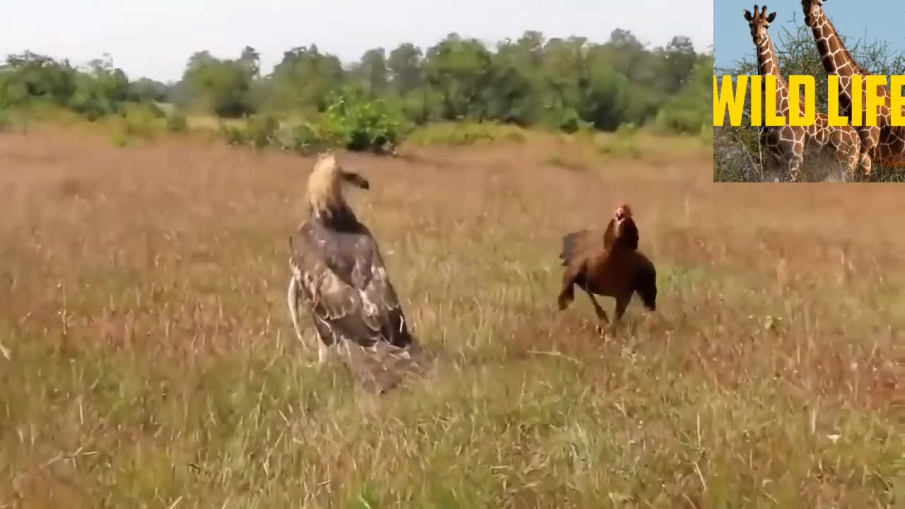 Hen vs eagle 🦅 fighting seen