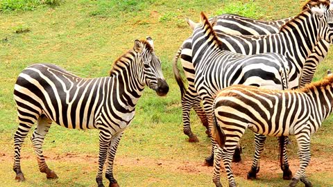 All About Zebras