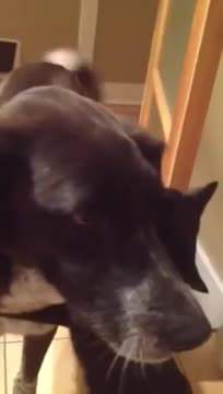 Cat misses dog after being apart
