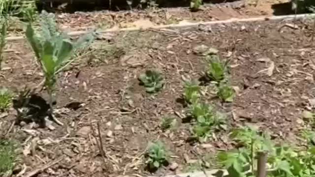 Too classic funny video