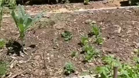 Too classic funny video