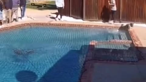 EPIC FUNNY ANIMALS PT2 #animals #funnyanimals #viral #tiktoker #foryoupuge #fyp