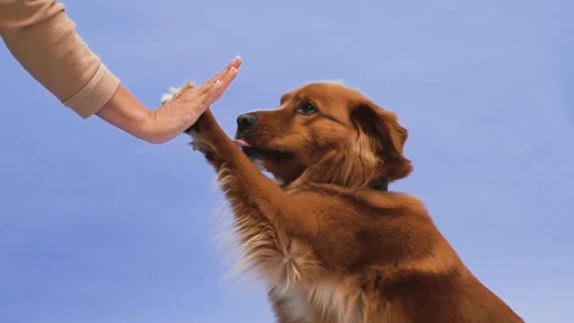 Smart dog knows exactly when owner's work calls are finished