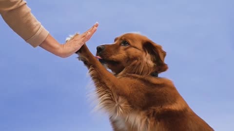 Smart dog knows exactly when owner's work calls are finished