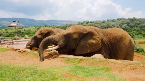 A Man Feeding Two Elephants