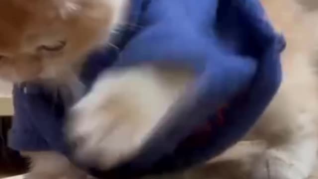 Un petit chien qui se balance
