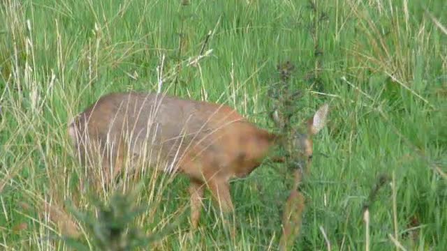 Deer walking across our property