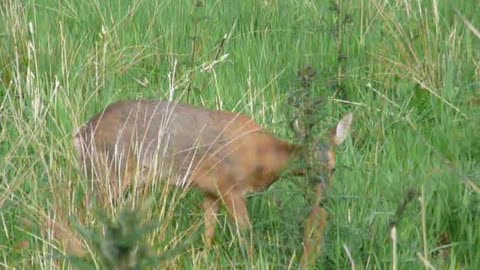 Deer walking across our property