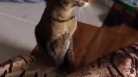 Funniest cat videos #134 - HILARIOUS!