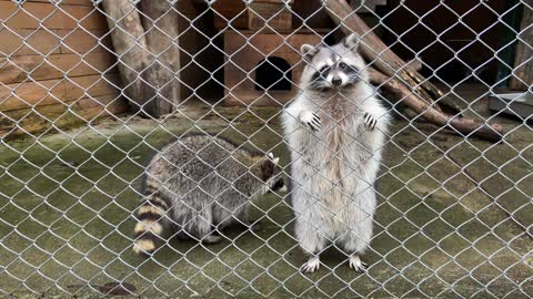 Look at this cute raccoon. It's lovely.