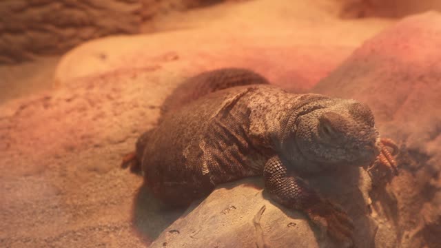 Iguana Meet at the zoo