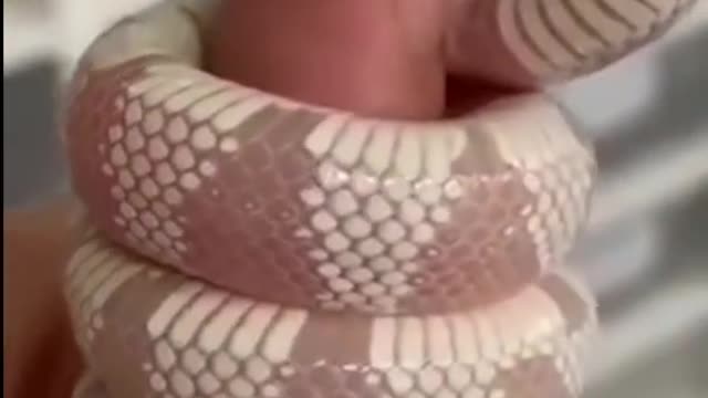 Another World's 🌍 Beautiful Snake #short #animal #snake #shortvideo