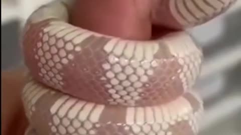 Another World's 🌍 Beautiful Snake #short #animal #snake #shortvideo