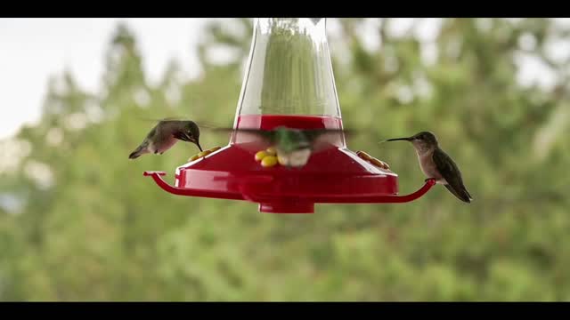 3 hummingbird drinking water / attracting attention