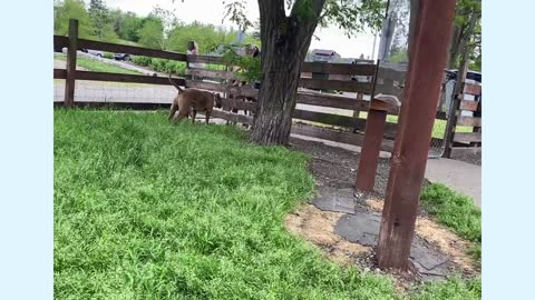 German Shepherd Attacks Pitbull [OFF LEASH PARK