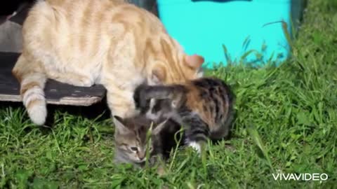 Mom cat with its kittens.so nice