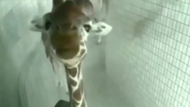 Animals memes 10