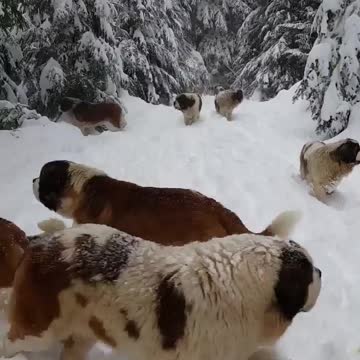 Time for fun in the snow 😀 adorable Mountain Dogs