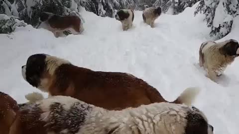 Time for fun in the snow 😀 adorable Mountain Dogs